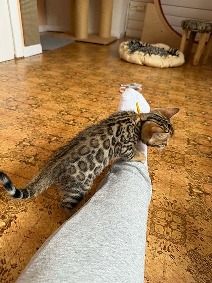 Product image 6 of 10