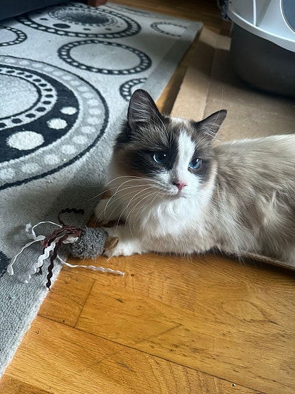 Product image 6 of 10