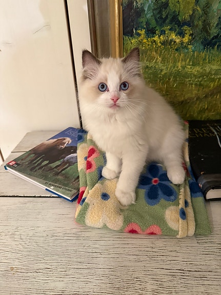 Product image 8 of 10