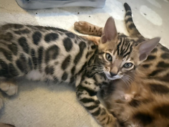 Product image 3 of 8