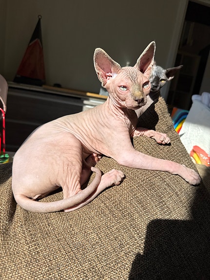 Product image 3 of 9