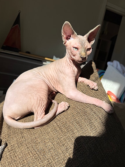 Product image 6 of 9