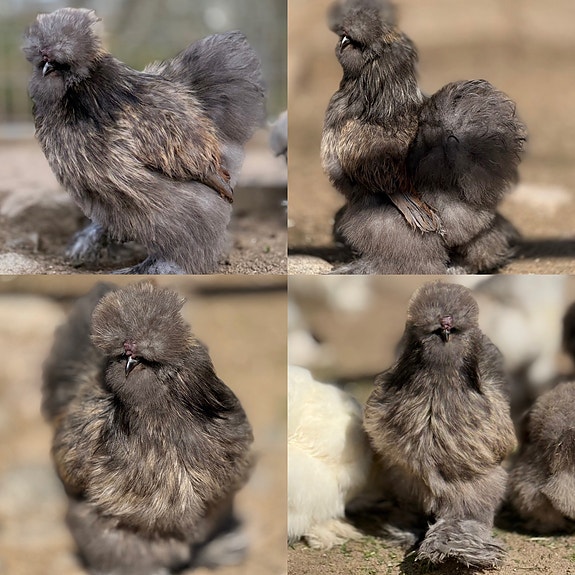 Product image 3 of 10