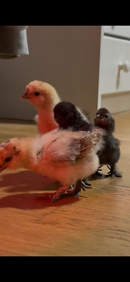 Product image 5 of 10