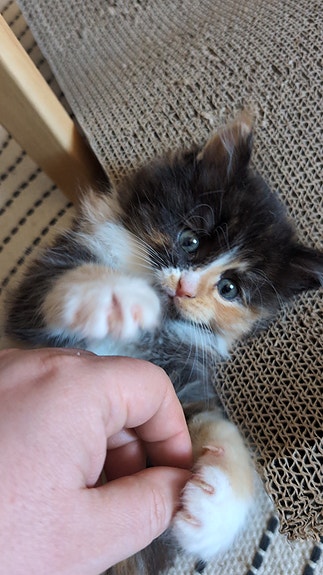 Product image 6 of 9