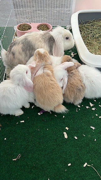 Product image 6 of 10