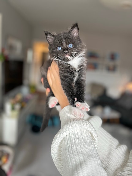 Product image 5 of 8