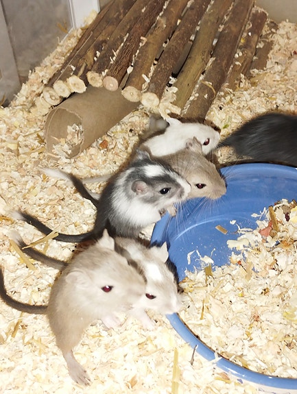 Product image 3 of 10