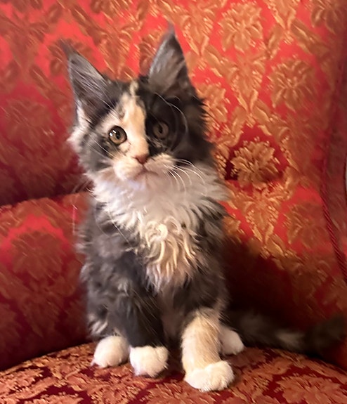 Product image 5 of 10