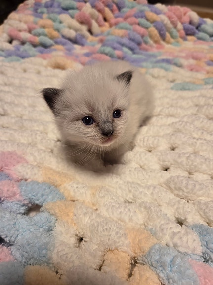 Product image 2 of 8