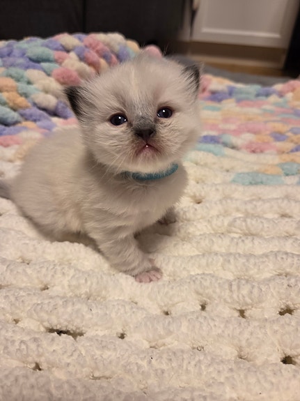 Product image 5 of 8