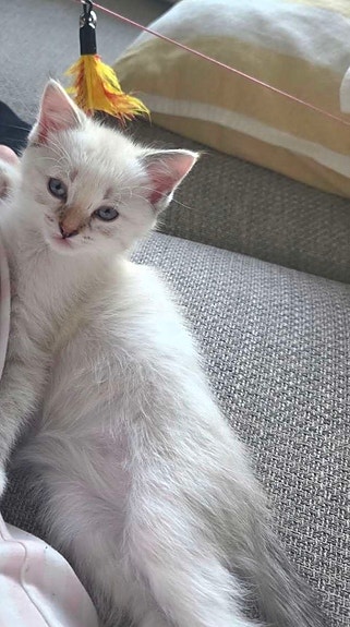 Product image 7 of 7