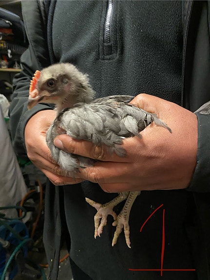 Product image 7 of 7