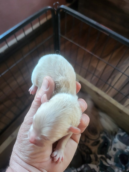 Product image 5 of 10