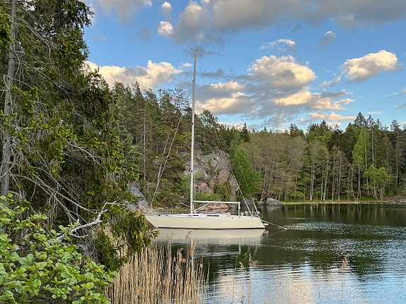 SWEDE 38 — Vedi foto 1
