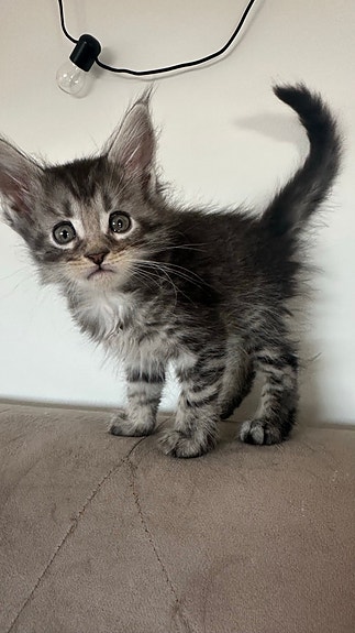 Product image 6 of 10