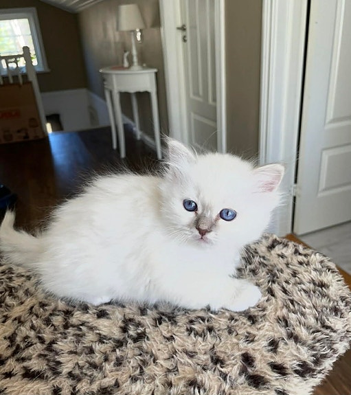 Product image 6 of 8