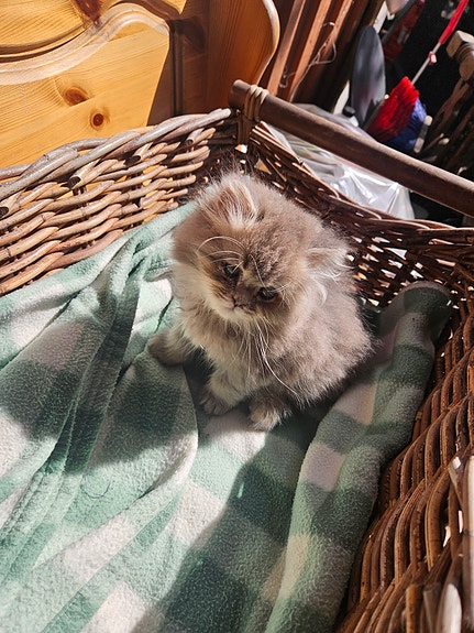 Product image 3 of 9