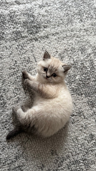 Product image 3 of 9