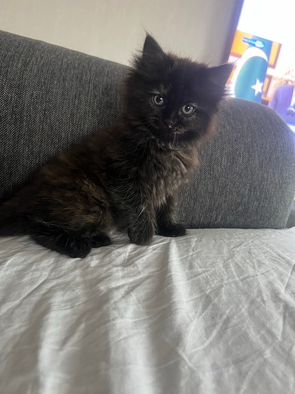 Product image 6 of 8