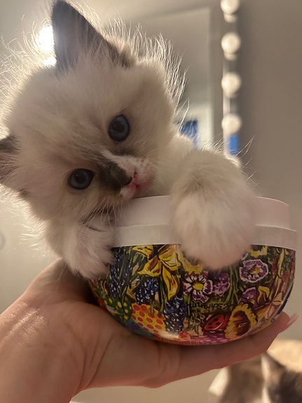 Product image 5 of 6