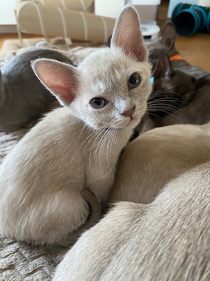 Product image 5 of 9