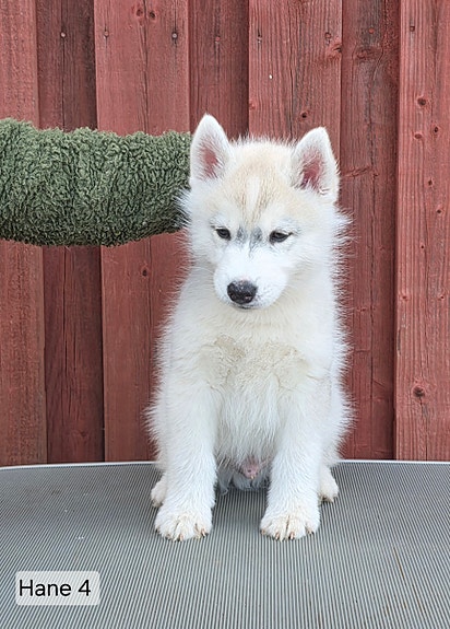 Product image 4 of 5