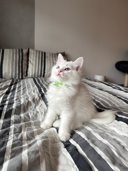 Product image 2 of 9