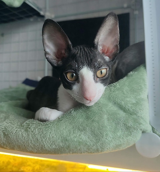 Product image 4 of 8