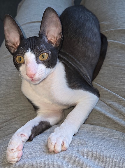 Product image 6 of 8