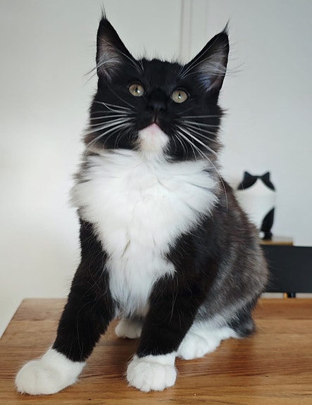 Product image 7 of 10