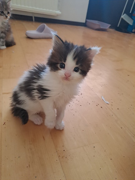 Product image 2 of 10