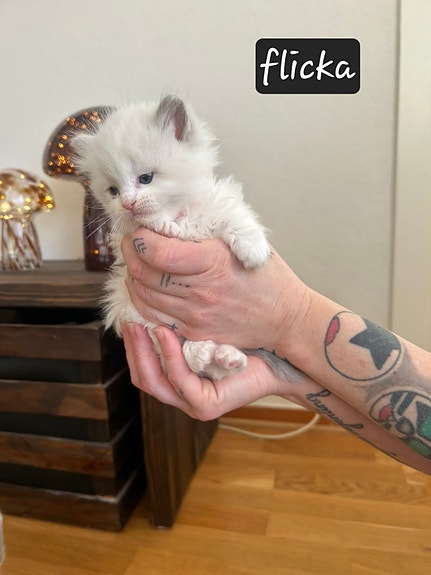 Product image 2 of 8