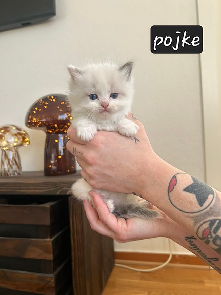 Product image 3 of 8