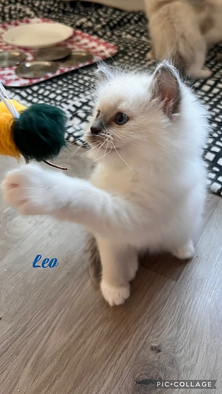 Product image 3 of 7