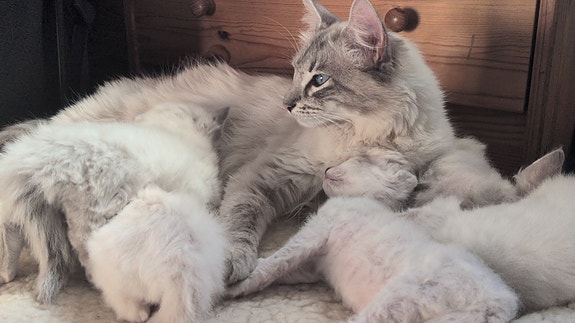 Product image 5 of 9