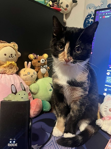 Product image 8 of 10