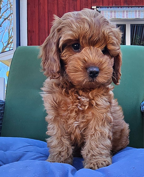 Product image 5 of 10