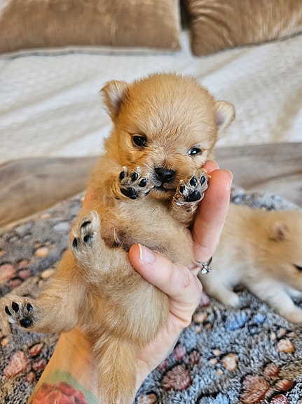 Product image 4 of 9