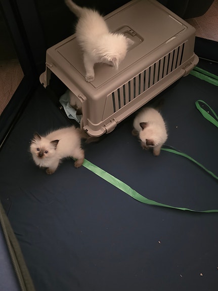 Product image 3 of 7