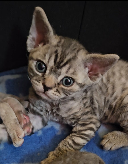 Product image 7 of 10