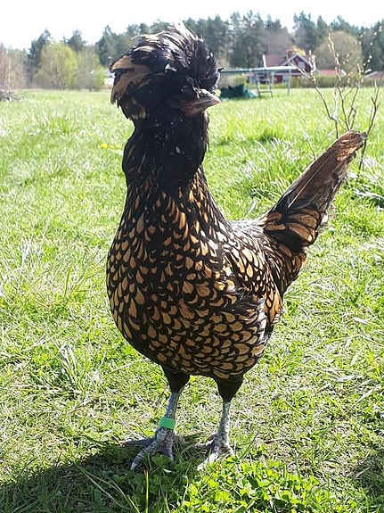 Product image 2 of 9