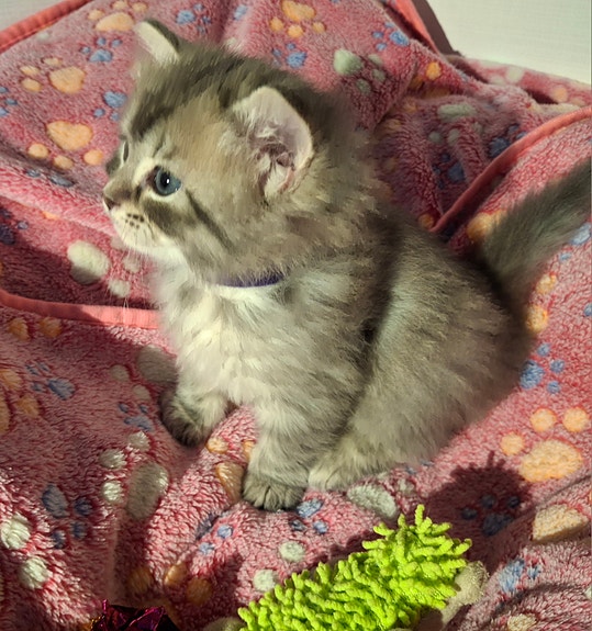 Product image 3 of 7