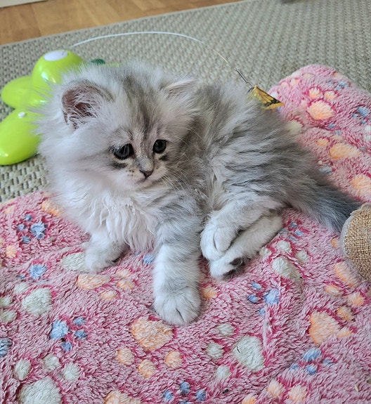 Product image 3 of 8