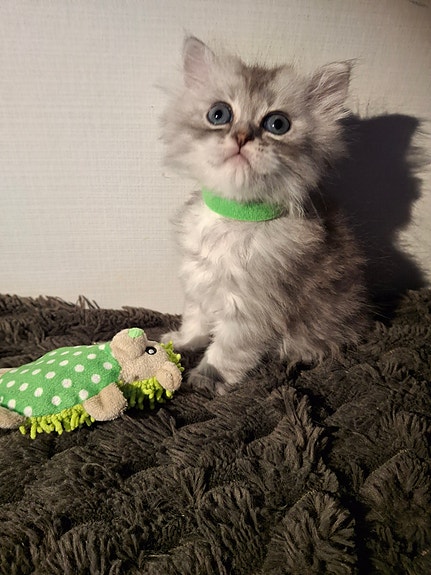 Product image 7 of 9