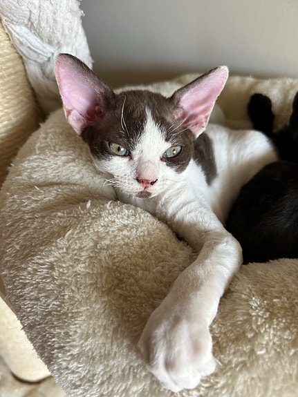 Product image 4 of 9