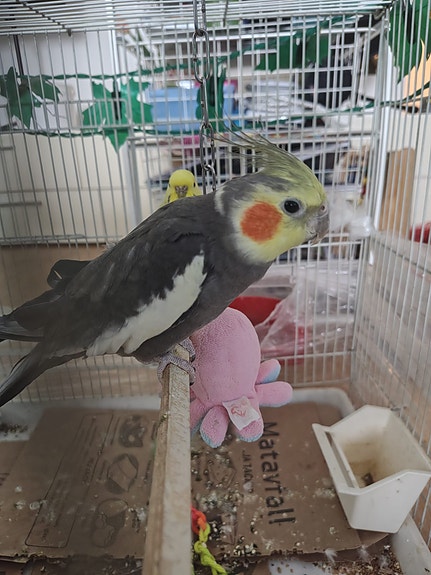 Product image 4 of 4