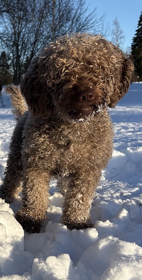 Product image 4 of 9