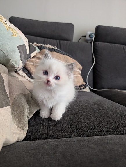 Product image 6 of 10