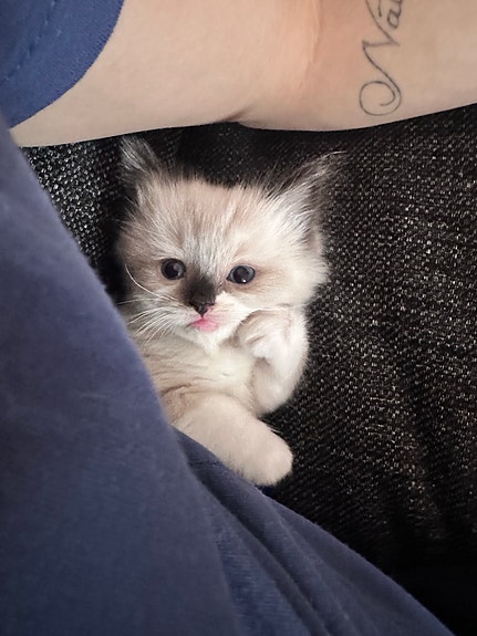 Product image 5 of 10